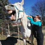 Tierheilpraxis & Pferdetraining