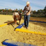 Pferdeausbildung am Boden