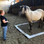 Pferdetraining by Britta Kuebart