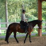 EQUiWORK – Pferdetraining mit Herz und Verstand