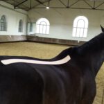 Ganzheitliche Osteopathie für Pferd & Hund