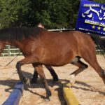 Pferdetraining und Reitunterricht