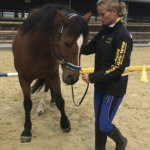 Pferdetraining Taunus & Saarland Blieskastel