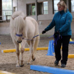 Susi Korf – Ausbildung von Pferd und Reiter mit Verstand, Spaß & Gefühl