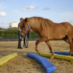 Ganzheitliche Osteopathie für Pferd & Hund