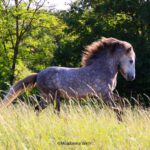 Islandpferde-Hirschquelle breeding.education.training