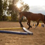 Horsemotion – Carola Gaunersdorfer