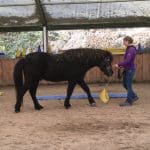 Miriam Wiemann (Reha-)Training und Therapie für Pferde