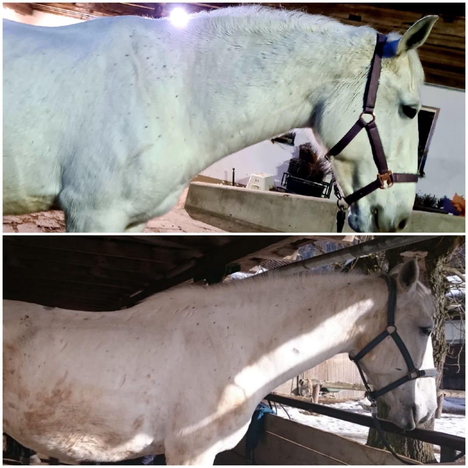 Michael Geitner BeStrict