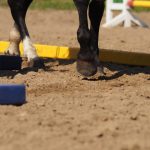 EQUIWERK – Pferde gesund trainieren-