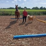 Pferdetraining Heike Sahlmann 